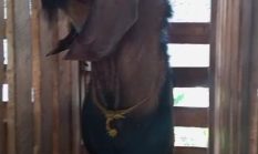 PEMKAB TULANG BAWANG BARAT SERIUS URUS PETERNAK, TEMBUS MBG!