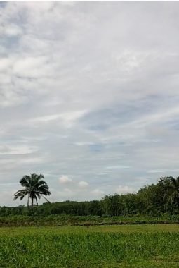SEGERA DIBANGUN! Inilah Lokasi Calon Sekolah Rakyat dari Kementerian Sosial RI di Tulang Bawang Barat